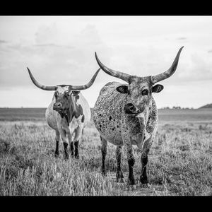 Meet your Posher, Jack